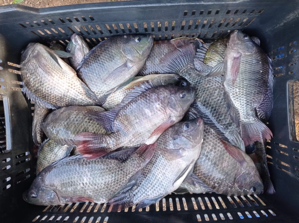 Los pescados son algunos de los productos que llegan a Fonseca desde la zona rural de San Juan del Cesar. Fotografía: Janner Fuentes