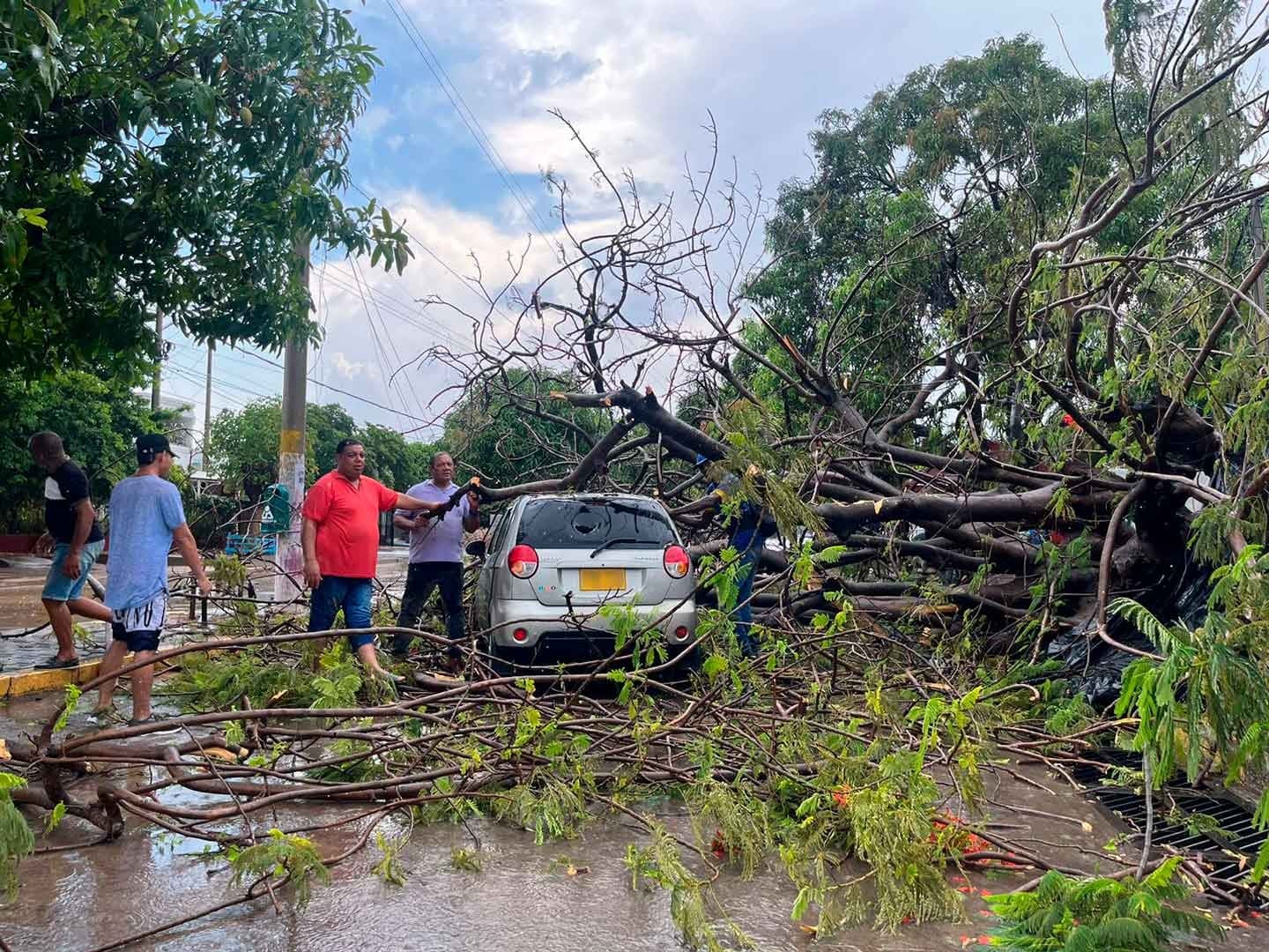El 10 de abril en el municipio de Fonseca un árbol de acacia cayó sobre un carro Spark, modelo 2016.