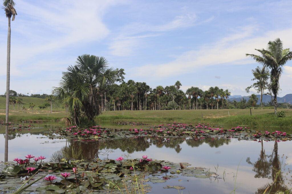 Palmas de canangucha en San Vicente del Caguán. En algunos de los humedales se ve la flor de loto. Foto: Angy Alvarado.