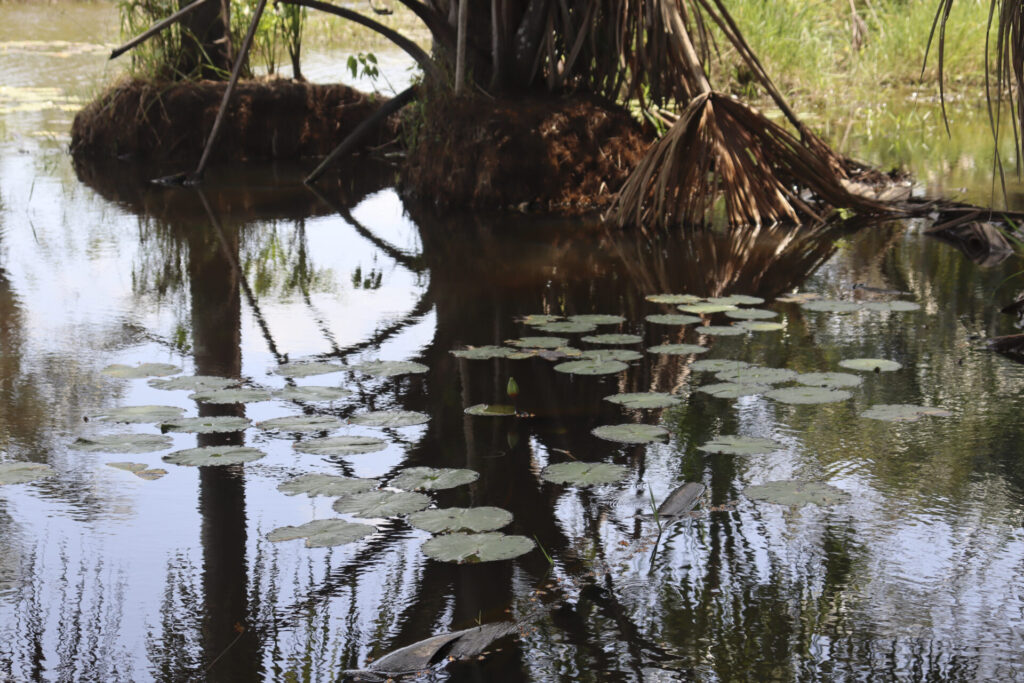 Las raíces de las palmas de canangucha tienen un colchón de musgo y son las que retienen agua. Foto: Angy Alvarado.