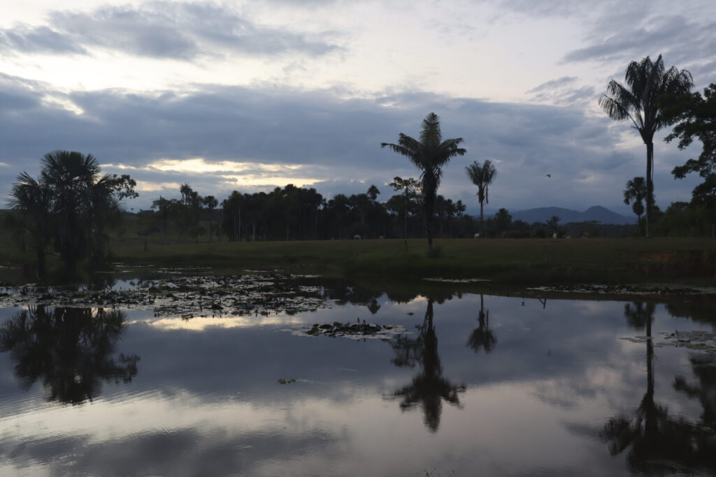 Atardecer en San Vicente del Caguán frente a las palmas de canangucha. 