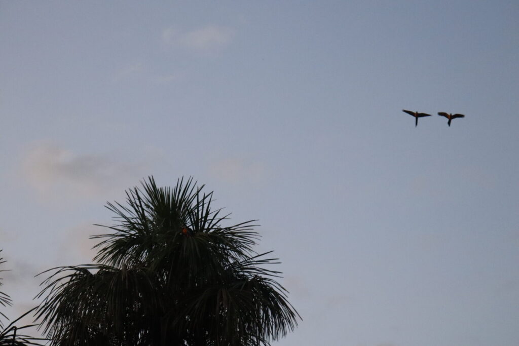 Al atardecer llegan muchas aves a las palmas de canangucha para alimentarse del fruto. Foto: Angy Alvarado