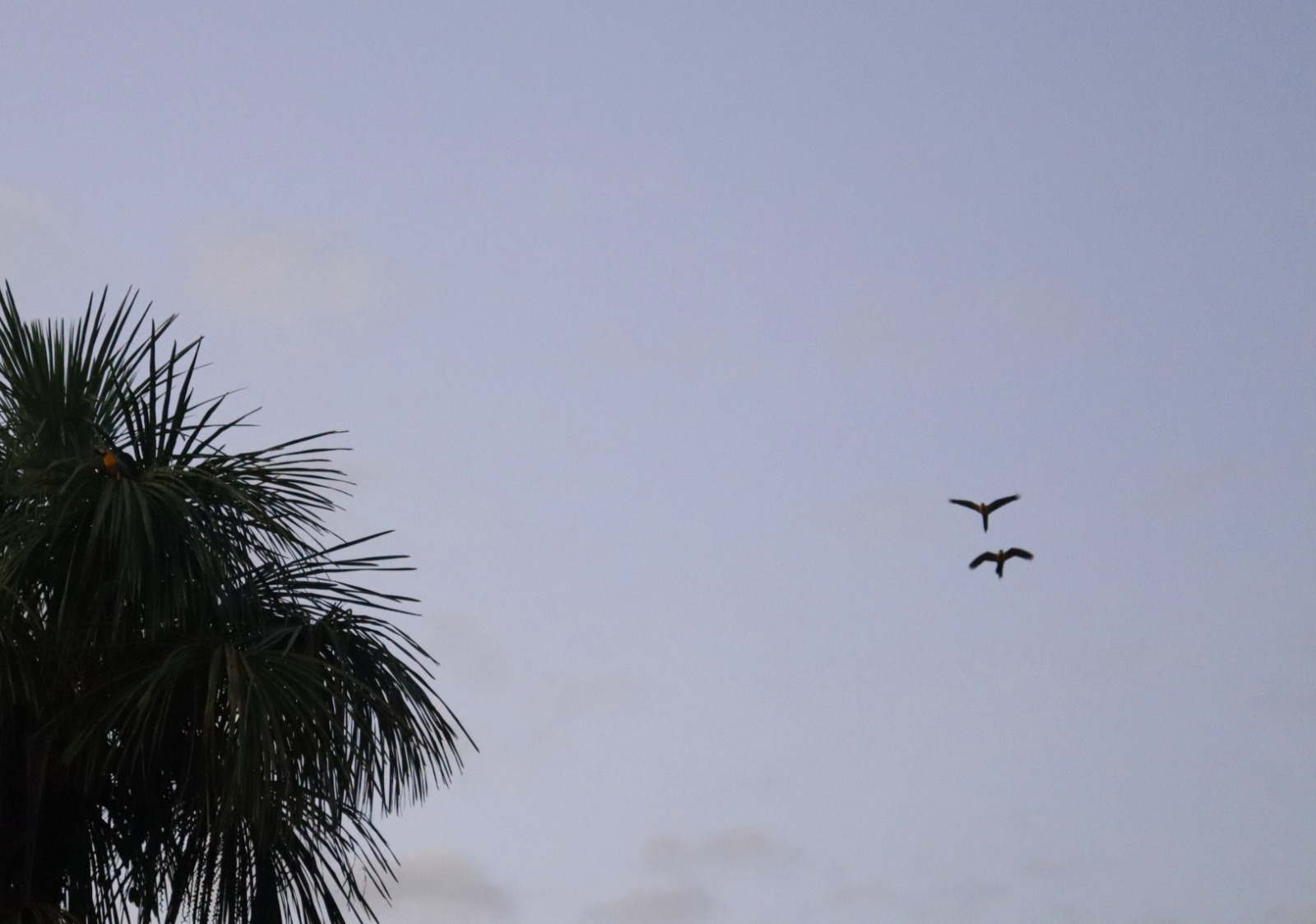 Vuelo de guacamayas sobre los cananguchales. Foto: Angy Alvarado.